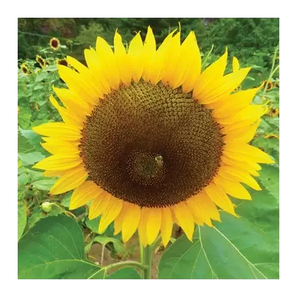 SUNFLOWER, RUSS MAMMOTH 1/2 OZ EACH