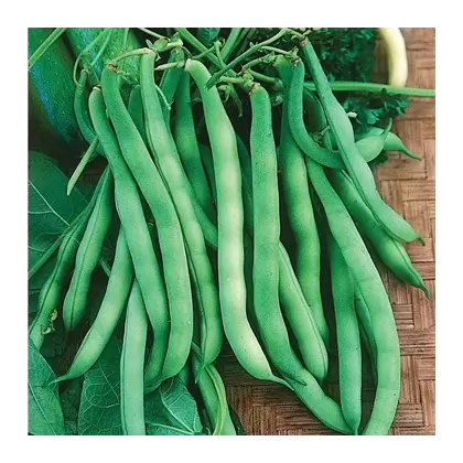 Beans, Burpee Stringless - 50lb