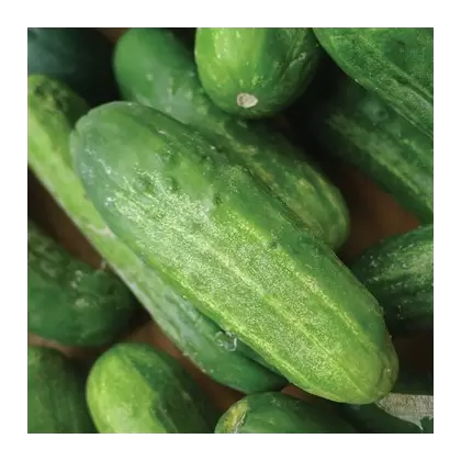 CUCUMBER, NAT PICKLING 1/2 OZ EACH