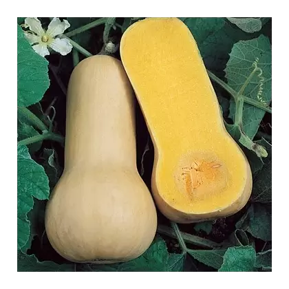 Squash, Butternut Waltham - 1/2lb