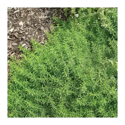 SUMMER SAVORY 1/2 OZ EACH