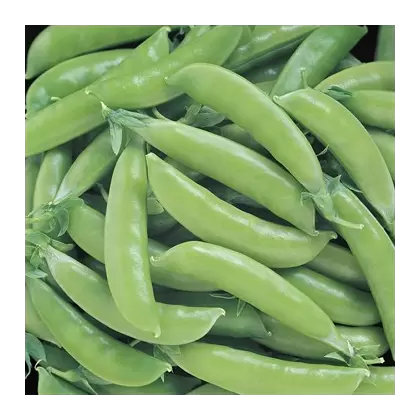 Peas, Super Sugar Snap - 1/2lb