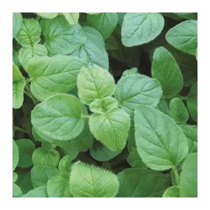 Oregano, Greek 1/4 oz