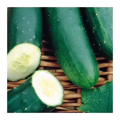CUCUMBER, MARKETMORE 76 1 LB. EACH