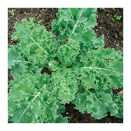 KALE, EARY CURL SIBERIN 1/2 OZ EACH
