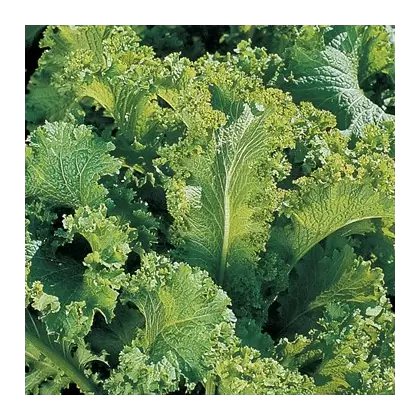 Mustard, Southern Giant Curled - 1/2oz