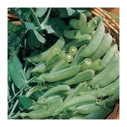 Peas, Sugar Anne Snap - 50lb