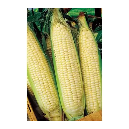 Corn, White Truckers Favorite O.P. - 50lb