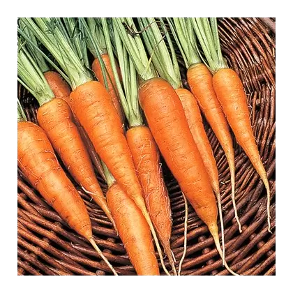 Carrot, Chantenay - 1/2oz