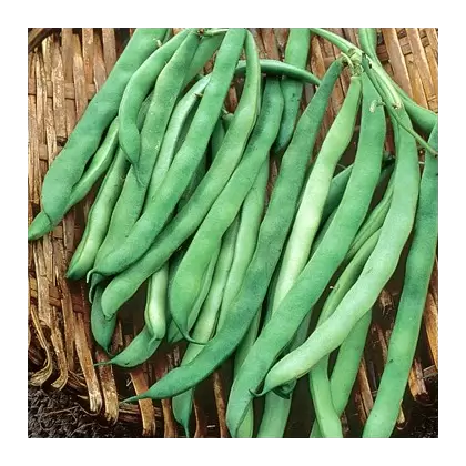 Beans, Kentucky Wonder Brown Pole - 50lb