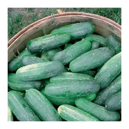 CUCUMBER, IM LONG GREEN 1/2 OZ EACH