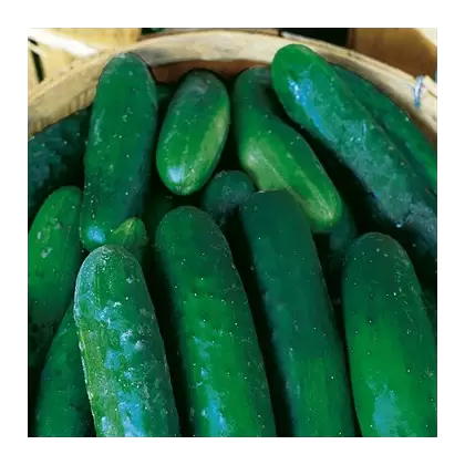 CUCUMBER, MARKETER 1/2 OZ EACH