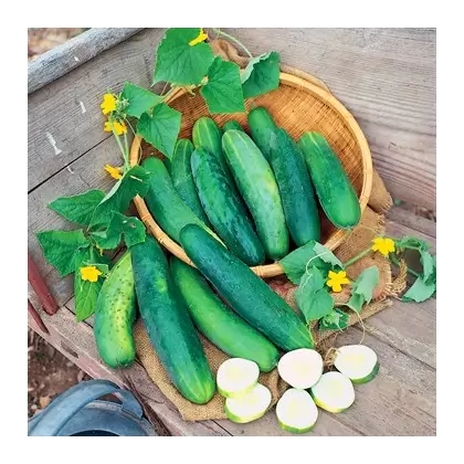 CUCUMBER, POINSETT 76 1/2 OZ EACH