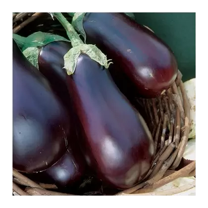 EGGPLANT, BLACK BEAUTY 1/2 OZ EACH