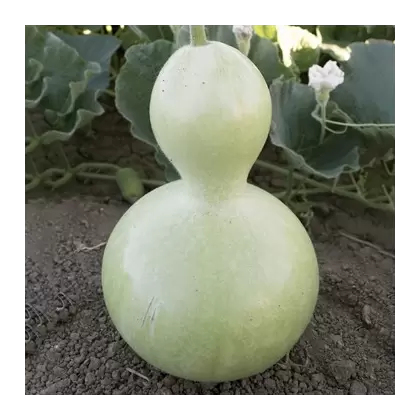Gourds, Birdhouse - 1/2oz
