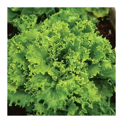 LETTUCE, GRAND RAPIDS-1/2 OZ EACH