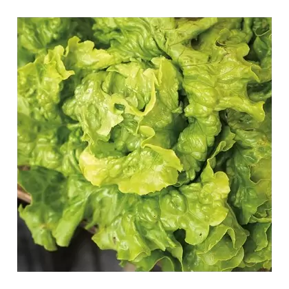LETTUCE, GREEN ICE 1/2 LB. EACH