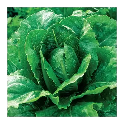 Lettuce, Paris Island Cos Romaine 1/2