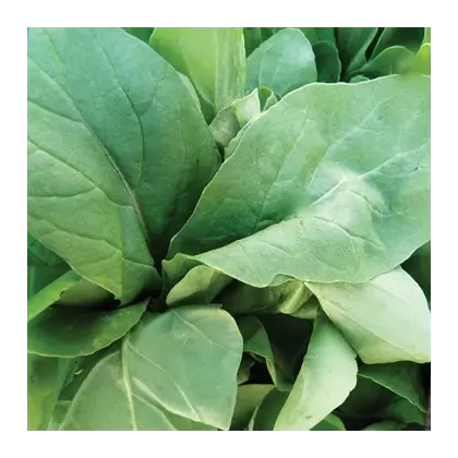 Mustard, Florida Broadleaf - 1/2oz