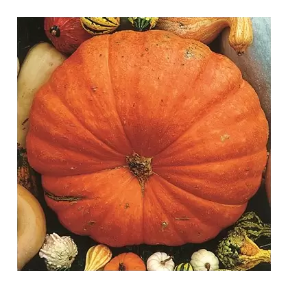 Pumpkin, Big Max - 1/2oz
