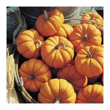 Pumpkin, Jack-B-Little - 1/2oz