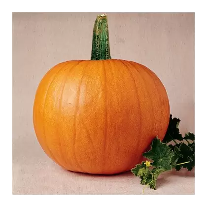 Pumpkin, Mammoth Gold - 1/2oz