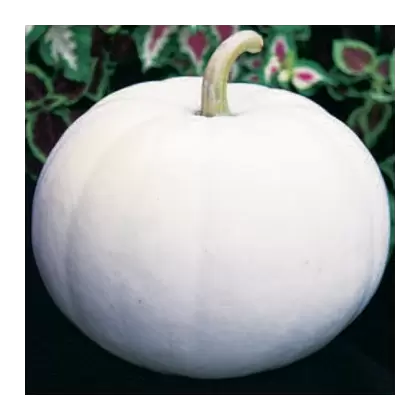 Pumpkin, Lumina White - 1/2oz