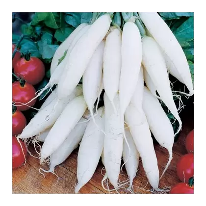 Radish, Long White Icicle - 1/2oz