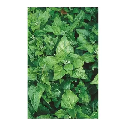 Spinach, New Zealand - 1/2oz