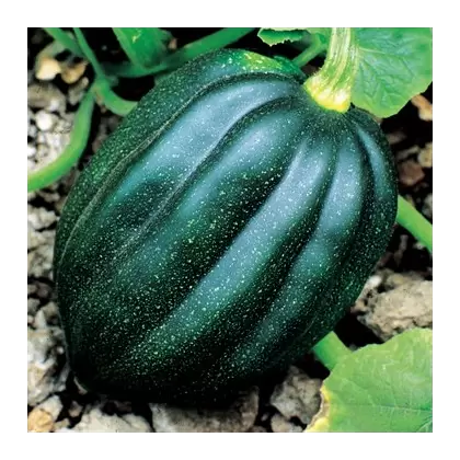 Squash, Table Queen Acorn - 1/2oz