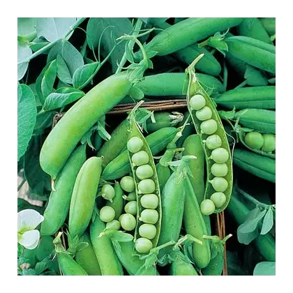 PEAS, EARLY ALASKA 62 25