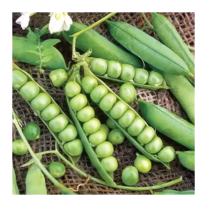 Peas, Little Marvel 25