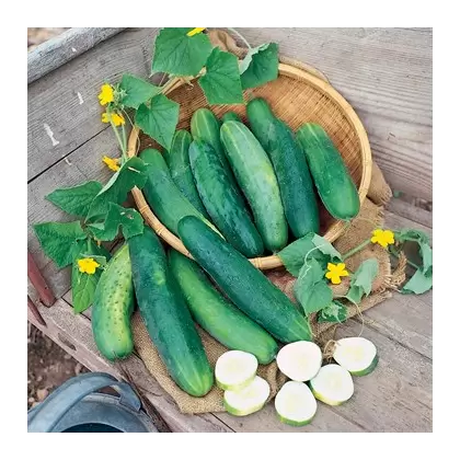Cucumber, Sweet Success PS - 1,000 Seed Count