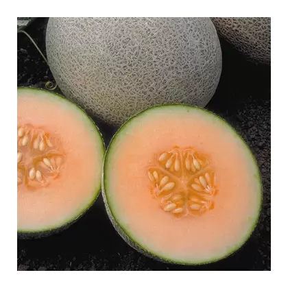 Cantaloupe , Ambrosia Hyb - 100 Sd Ct