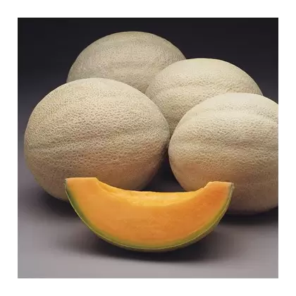 Cantaloupe , Athena Hyb Trtd - 1,000 Sd Ct
