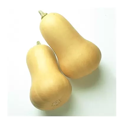 Squash, Early Butternut Hybrid Treated - 500 Seed Count
