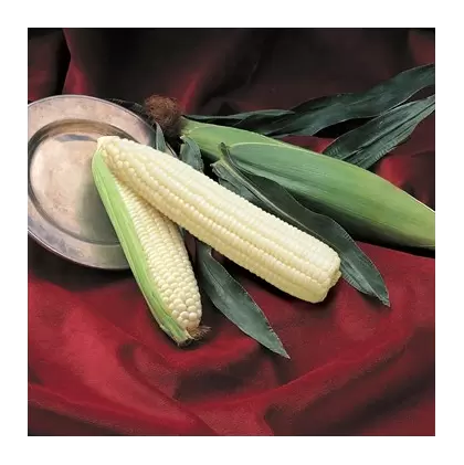 Corn, Silver Queen - 4oz