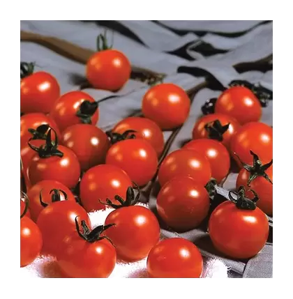 Tomato, Sweet Million Treated - 10,000 Seed Count