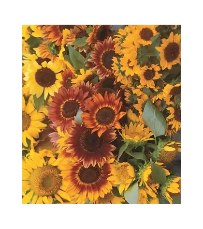 Sunflower, Autumn Beauty - 1/2 lb