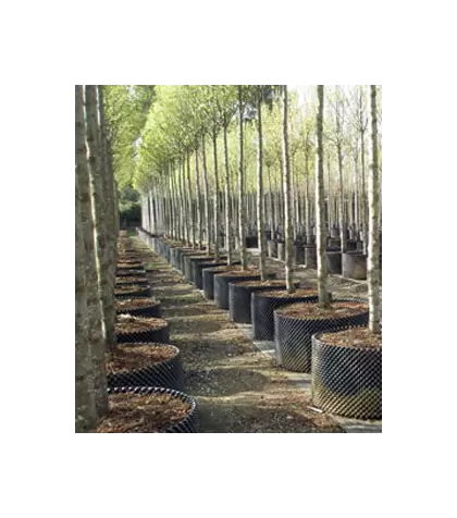 Air-Pot Container Propagation Cell (0.3 gal/1 L), case of 25