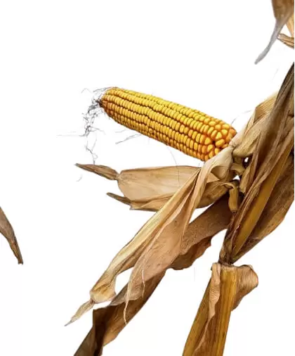 25X83 Corn Seed Hybrid - 55lb Bag
