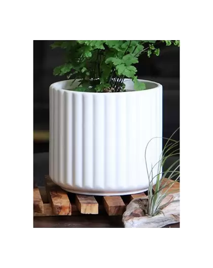 Palm Spring 8" Brush Comb Planter Mwh