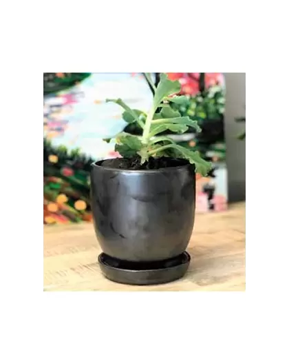Verandah 7" Svr Maui Pot