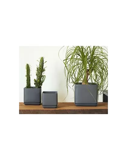 Palm Spring 4.5"x4" Cube with As Mcg