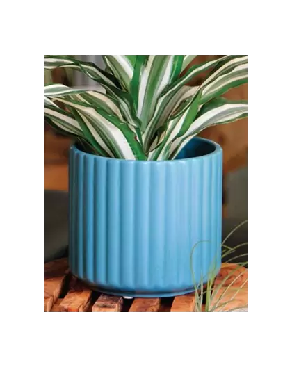 Palm Spring 8" Brush Comb Planter Dnm