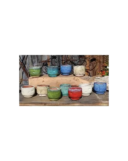 PHG Finger Succulent Cup Mixed Set of 12