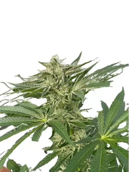 Latte Lato - Trilogene Seeds
