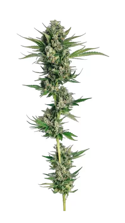 Honeycomb Chem - Trilogene Seeds