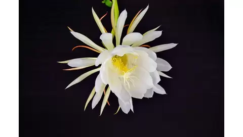 Queen of the Night Flower care: Growing epiphyllum oxypetalum indoors