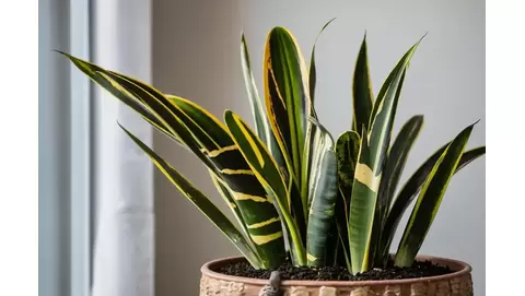 How to propagate a snake plant: Easy tips for multiplying your collection